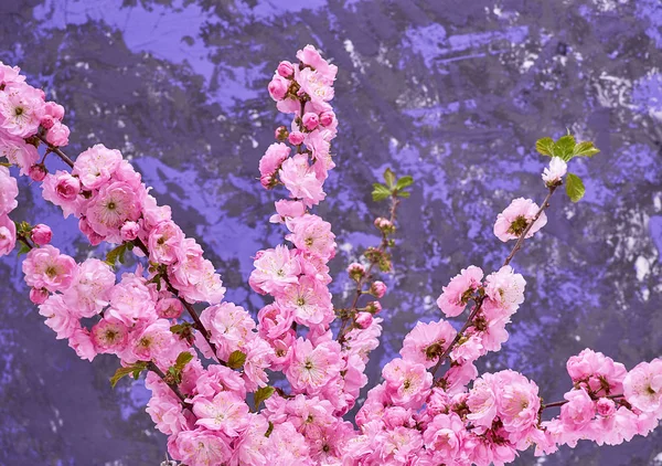 Zweige Mit Rosa Blüten Louiseania Triloba Auf Blauem Hintergrund Nahaufnahme — Stockfoto