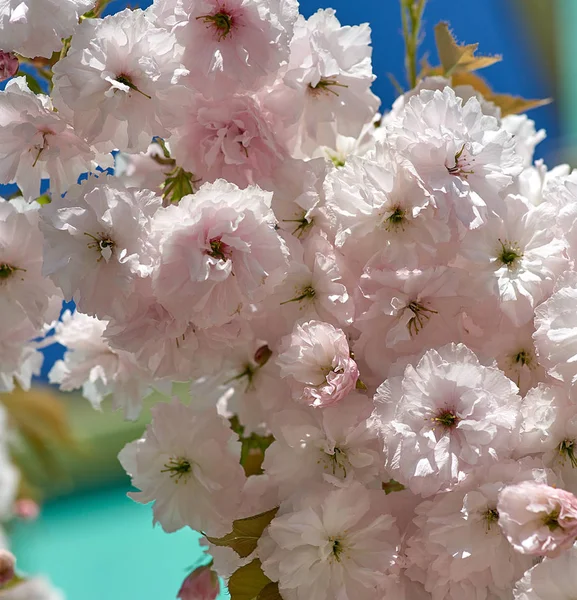 Ramo Ciliegio Con Fiori Bianchi Che Sbocciano Contro Cielo Blu — Foto Stock