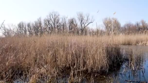 Cañas Secas Los Pantanos Ucranianos Día — Vídeos de Stock