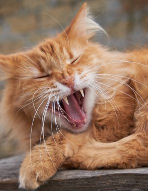 Kırmızı yetişkin kedi yawns
