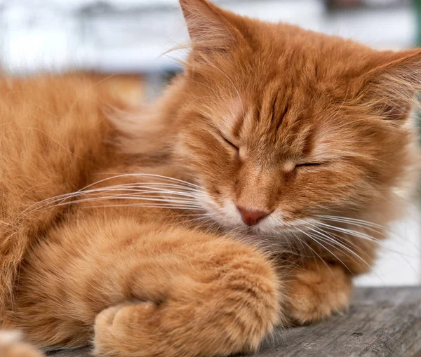 Rötliche erwachsene Katze mit einem großen Schnurrbart schläft — Stockfoto