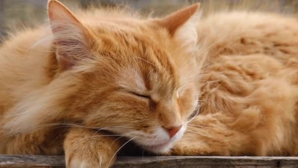 Vuxen Röd Fluffig Katt Sover Som Uppkrupen Gatan — Stockvideo