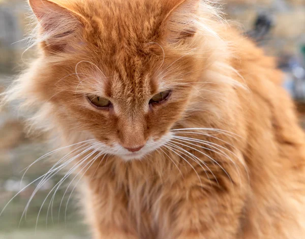 Portret van een roodharige volwassen kat met een grote snor — Stockfoto