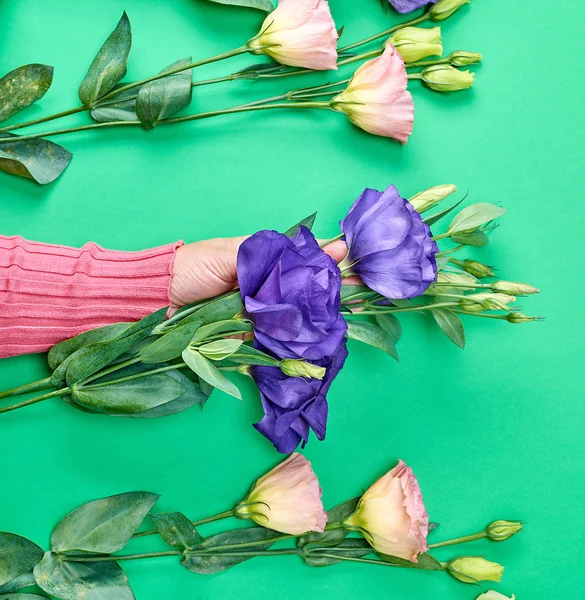 Mão feminina em um suéter rosa segurando um ramo de uma flor Eusto — Fotografia de Stock