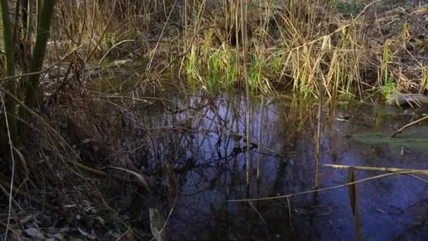 Rifiuti Fluviali Inquinati Bottiglie Vuote Pacchi Acqua Sulla Riva Fiume — Video Stock