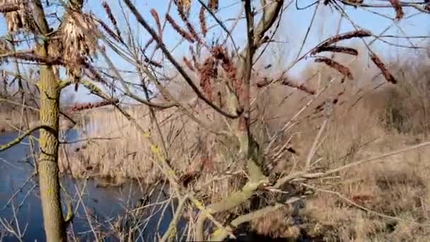 Blick Auf Den Fluss Dnjepr Und Schilf Herbst Nachmittag Die — Stockvideo