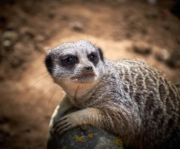 アフリカの動物 Mericat の肖像画 — ストック写真