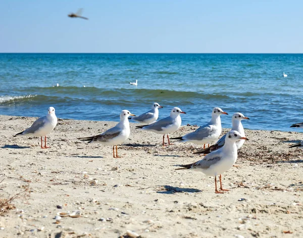 Karadeniz'in kum plajındaki beyaz martılar — Stok fotoğraf