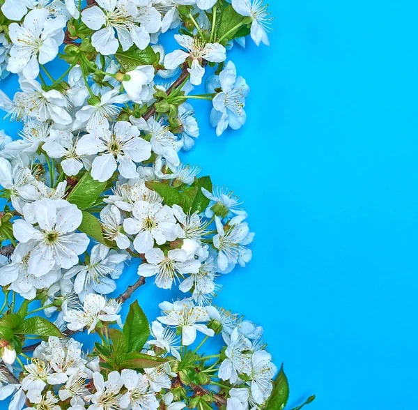Fiori di ciliegio bianco su sfondo blu — Foto Stock