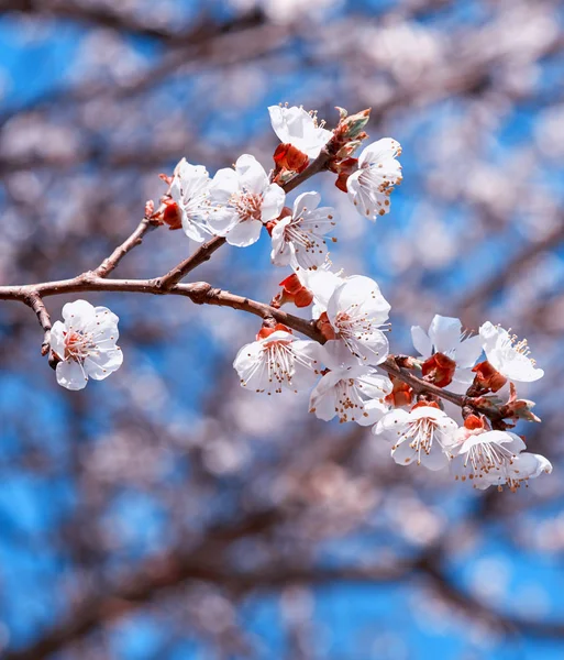 Rama de albaricoque con flores blancas en flor — Foto de Stock