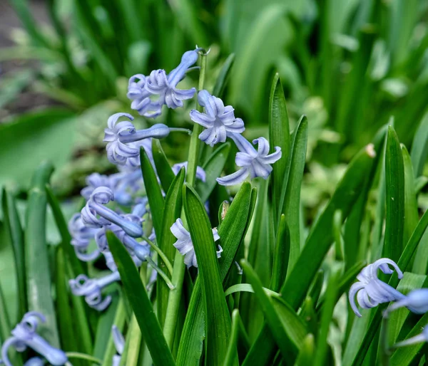 庭に青いヒヤシンスが咲きに咲く — ストック写真