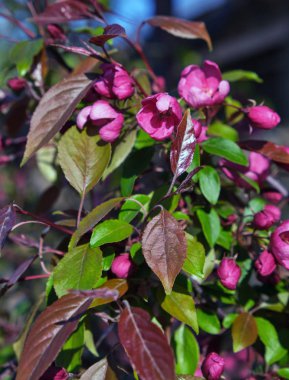 Pembe çiçekli dekoratif kiraz Şubesi