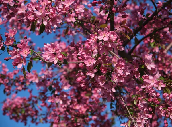 Ramo di ciliegio decorativo con fiori rosa — Foto Stock