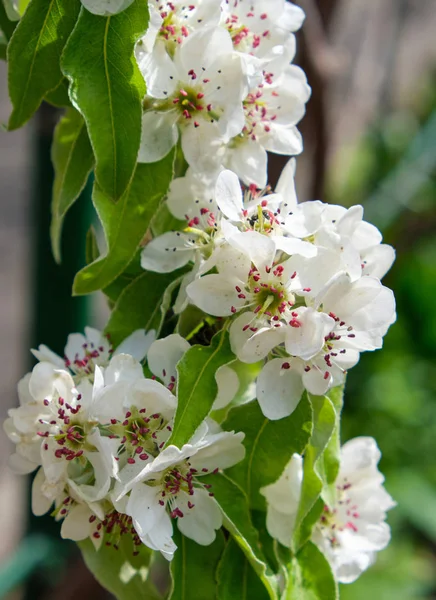 Branch with white blooming pear flowers, full frame — Stock Photo, Image