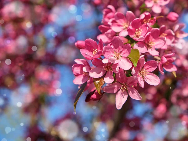 Zweig der Zierkirsche mit rosa Blüten — Stockfoto
