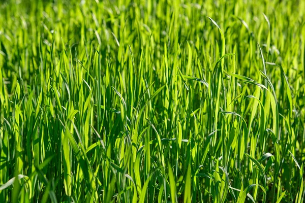 Frisches grünes Gras mit langen Blättern im Park — Stockfoto