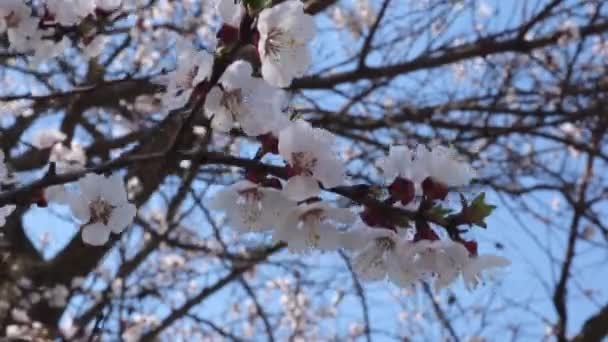 Apricot Branch White Blooming Flowers — Stock Video