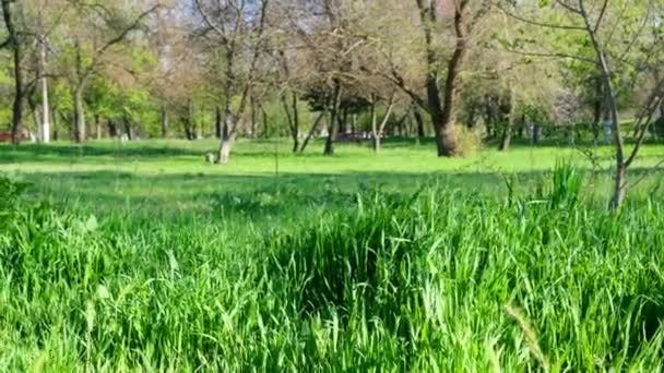 Erba Fresca Verde Con Lunghe Foglie Nel Parco Nel Pomeriggio — Video Stock