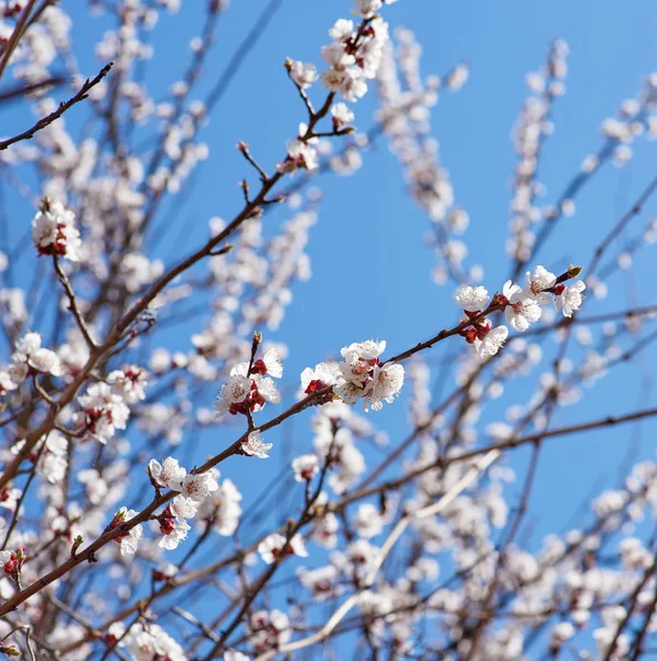 Ramo di albicocca con fiori bianchi in fiore — Foto Stock