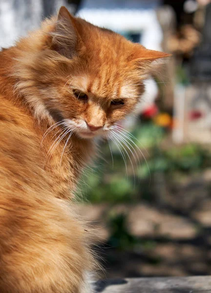 Volwassen rode pluizige kat zit opzij op de straat — Stockfoto