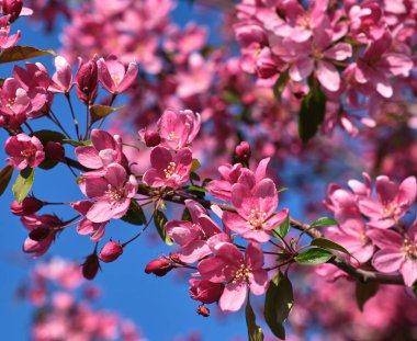 Pembe çiçekli dekoratif kiraz Şubesi 