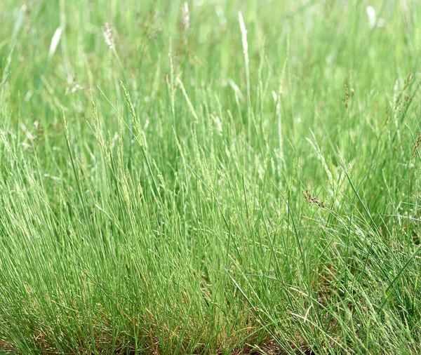 乌克兰草原地带新鲜绿草的长茎 — 图库照片