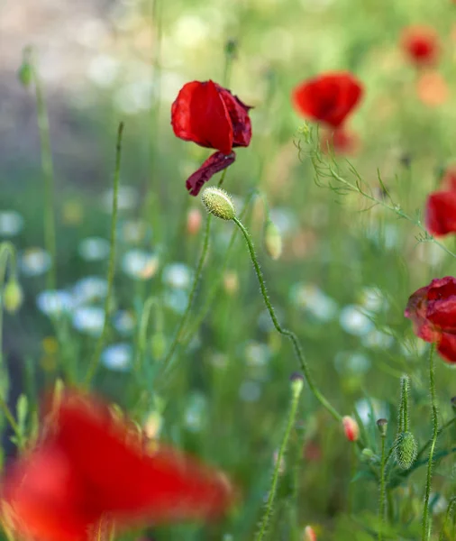 green box of poppies and a blooming red poppy