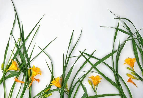 Gele bloemen Daglelie op een witte achtergrond — Stockfoto