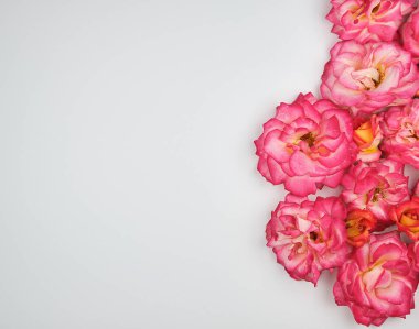 beyaz bir arka planda pembe güller çiçeklenme tomurcukları
