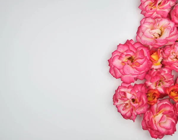 Brotes florecientes de rosas rosadas sobre un fondo blanco —  Fotos de Stock