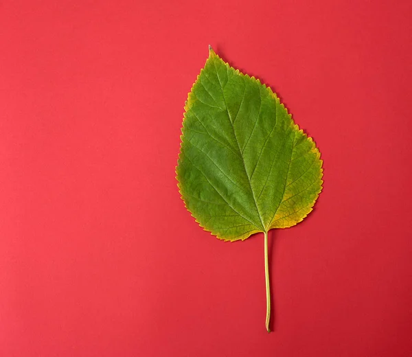 Folha verde de uma amoreira em um contexto vermelho — Fotografia de Stock