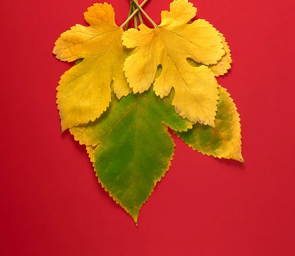 Três folhas verdes e amarelas de uma amoreira em um contexto vermelho — Fotografia de Stock