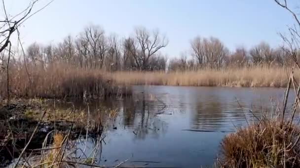 Vue Sur Fleuve Dniepr Début Printemps Ukraine Région Kherson — Video