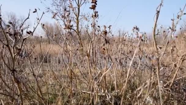 Mening Van Rivier Dnjepr Vroege Lente Oekraïne Kherson Gebied — Stockvideo