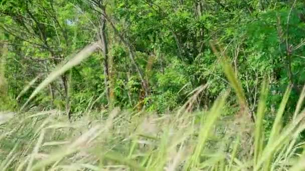 cultiver l'acacia dans les steppes de l'Ukraine, jour d'été 