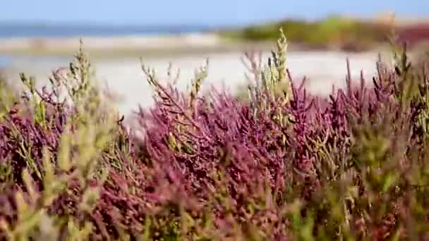 Farine Blé Blanc Tamisée Sur Fond Noir Ralenti — Video