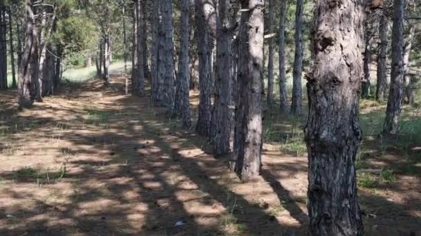 Pine Forest Summer Day Trees Planted Row Ukraine — Stock Video