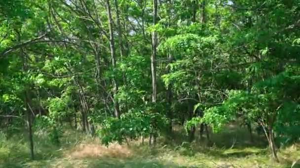 Groeiende Acacia Steppes Van Oekraïne Dag Van Zomer — Stockvideo