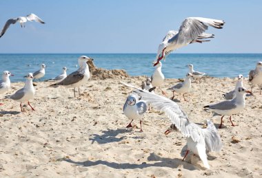Karadeniz 'in kumlu kıyısında büyük beyaz deniz martı 