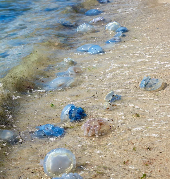 Döda och levande maneter på Svarta havets strand på en sommar dag — Stockfoto
