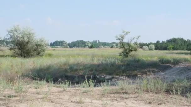 farine de blé blanc tamisée sur fond noir, au ralenti 