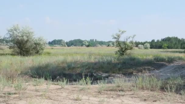 Farine Blé Blanc Tamisée Sur Fond Noir Ralenti — Video