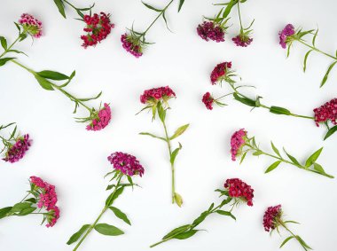 Bir beyaz b üzerinde Türk karanfil Dianthus barbatus çiçeklenme tomurcukları