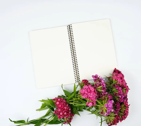 Bourgeons d'un oeillet turc en fleurs sur un fond blanc et un — Photo