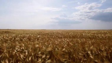 rüzgardan sargı buğday ani sallar, berrak mavi gökyüzü, panorama. yaz günü Kherson bölgesi Ukrayna