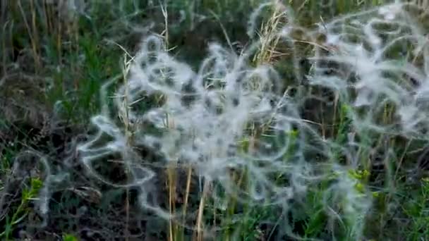 Feather Grass Stalks Sway Wind Middle Ukrainian Steppe Summer Day — Stock Video