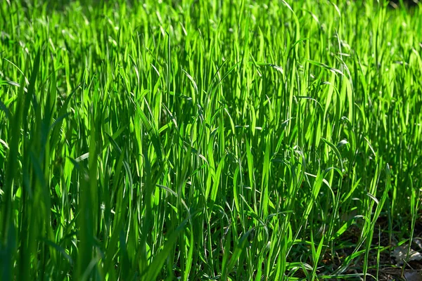Свежая зеленая трава с длинными листьями в парке во второй половине дня — стоковое фото