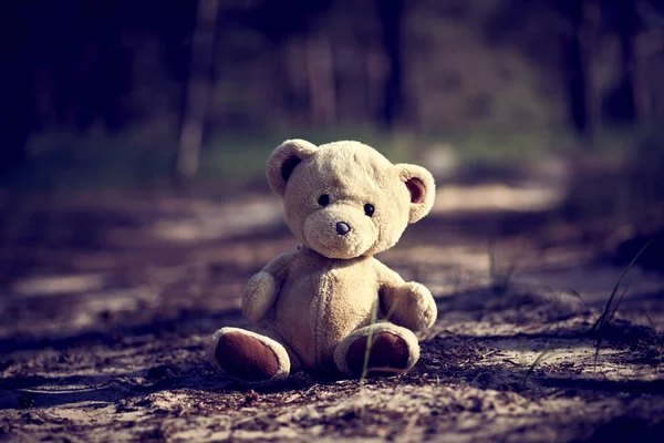 Teddybeer zittend in het midden van het bos — Stockfoto