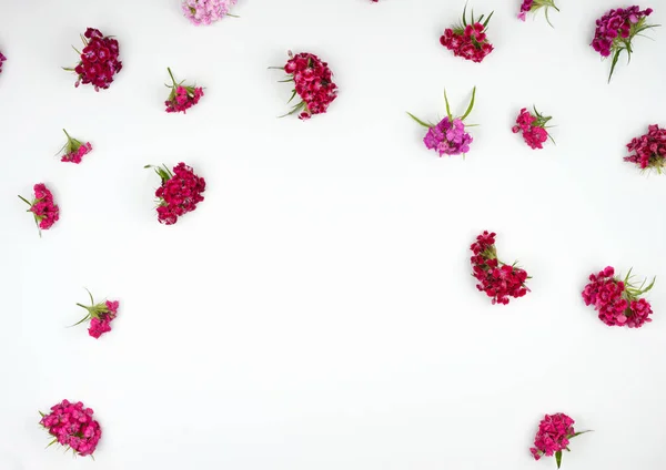 Brotes florecientes claveles turcos Dianthus barbatus —  Fotos de Stock