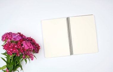 çiçek açan bir Türk karanfil tomurcukları 
